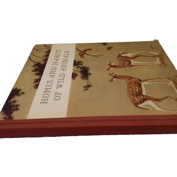 1934 Homes and Habits of Wild Animals Walter Weber Illustrations Children's Book - Picture 2 of 16